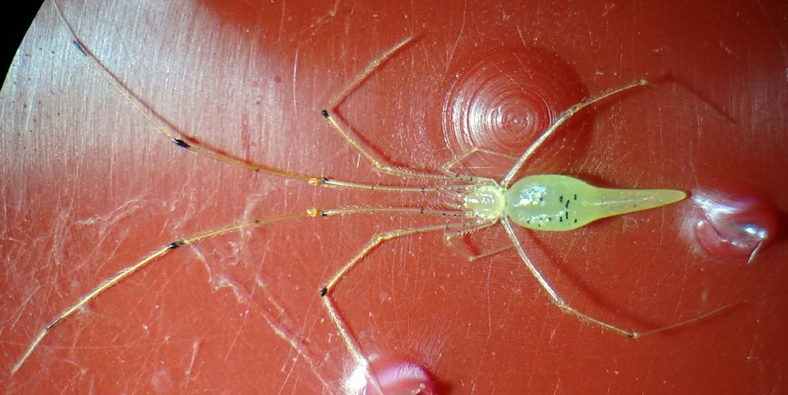 A 'espetacular' nova espécie de aranha descoberta na Austrália
